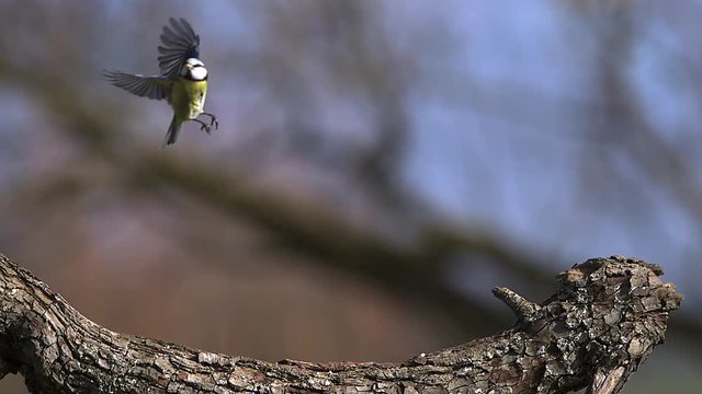 Blue Tit, parus caeruleus , Adult taking off from Tree Trunk, Flying with Food in its Beak, Slow motion
