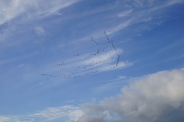 Zugvögel auf dem Weg nach Süden