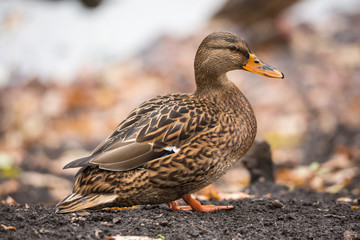 Female Mallard duck on land in the fall