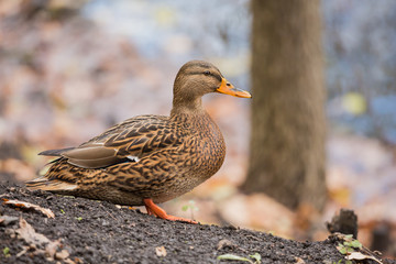 Female Mallard duck on land