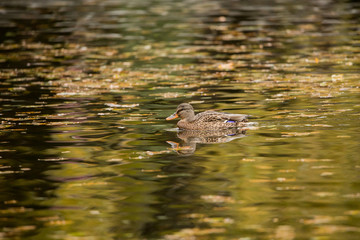 The female duck swims in the pond