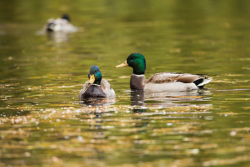 Drake mallards in the pond