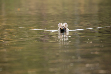 Drakes mallards on the concrete fence