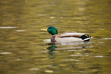 Obraz premium Drake mallards in the pond