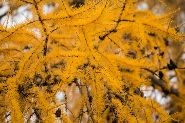 Yellow needles on the larch in autumn