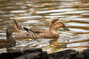 A female Mallard in the pond