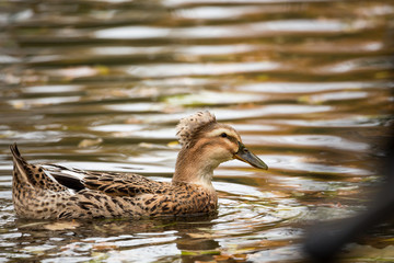 A female Mallard in the pond