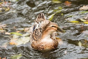 Mallard swimming in a pond in the fall. Anas platyrhynchos