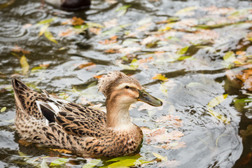 Mallard swimming in a pond in the fall. Anas platyrhynchos
