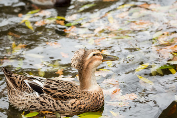 Mallard swimming in a pond in the fall. Anas platyrhynchos