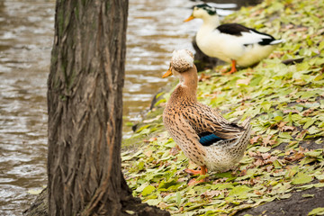 Duck family on the pond