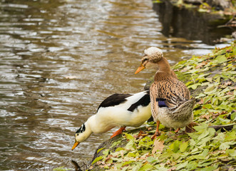 Duck family on the pond