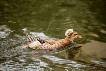 A Mallard duck swims in the pond