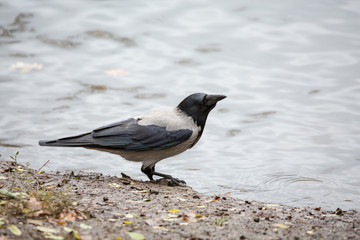 The crow on the shore near the pond