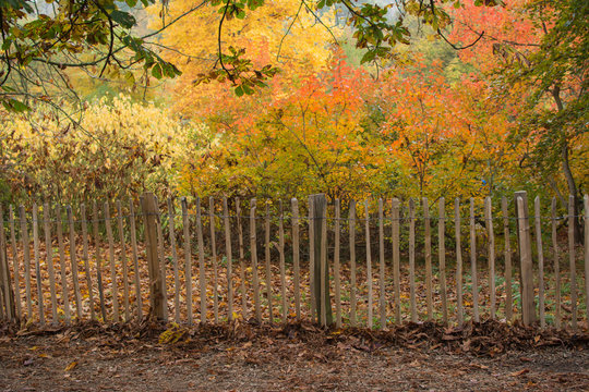 Autumn in the woods background, selective focus on the fence