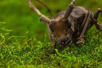 Longhorn beetle (Paraleprodera inidiosa), Beetle