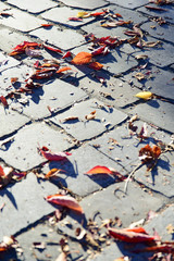 Naklejka premium feuilles d'automne