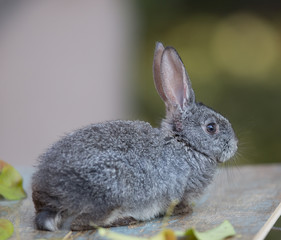 rabbit