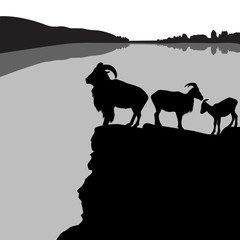 Herd of barbary sheep on a rocky hill