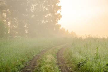 Fototapeta na wymiar thick morning fog in the summer forest