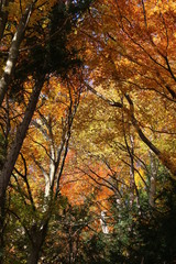 Forest in Autumn, Herbstwald