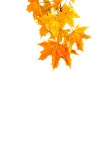 Natural twig of bright coloured autumn leaves isolated on white background with lots of copy space.
