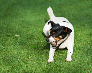 Jack Russell Terrier dog on nature background. Closeup.