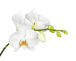 Three day old white orchid isolated on white background. Closeup. - 125392104