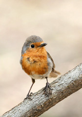 little funny red bird Robin is on the tree in the Park