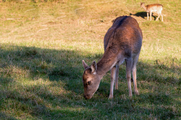 Rehe grasend in der herbstlichen Abendsonne