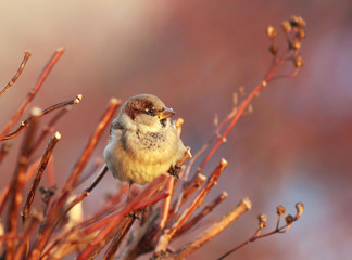 the bird Sparrow sits among the branches bathed in warm sunlight