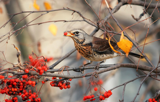 the thrush bird eats the sweet red Rowan berries in autumn Park