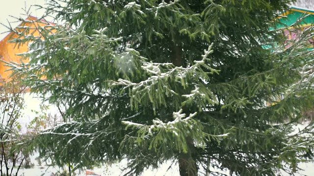 green fir tree in the snow