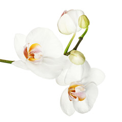 White orchid isolated on white background. Closeup.
