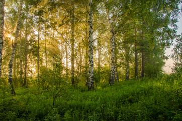 thick morning fog in the summer forest