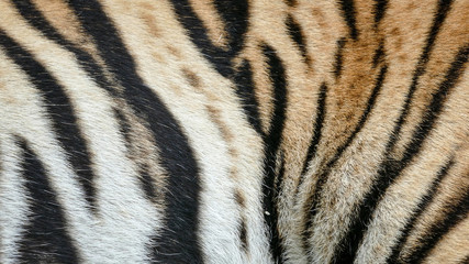 Skin of a Royal Bengal Tiger