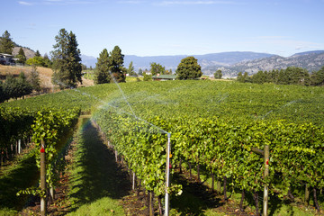 Fototapeta na wymiar Okanagan Valley Organic Pinot Noir Vineyard