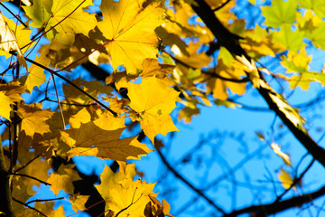Naklejka na ściany i meble Colorful autumn maple leaves at sunset