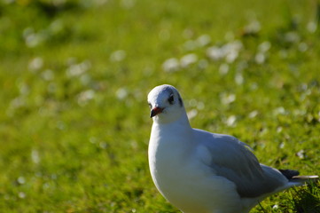 mouette