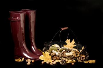 Autumn. Gathering of mushrooms. Rubber boots Burgundy color on a