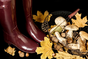 Autumn. Gathering of mushrooms. Rubber boots Burgundy color on a