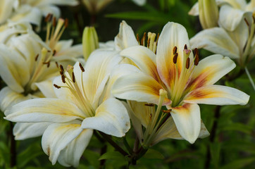 Fototapeta na wymiar lily white with yellow center