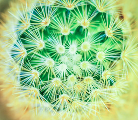 Sphere Cactus close up shot