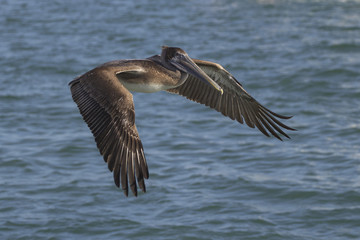 pelican