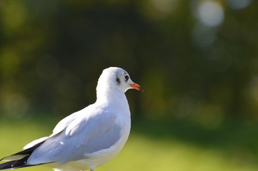 mouette