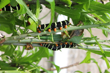 Chenilles en Martinique