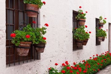 Fototapeta na wymiar geraniums in courtyard