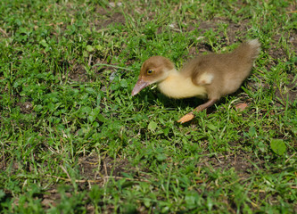 duckling in a hurry