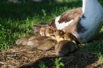 duckling with duck