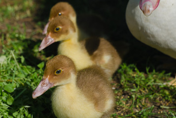 three little ducklings closeup